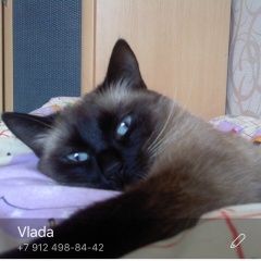 Подробнее об объявлении «Пермь Пропал кот. марк» Фото: пропала кошка Сиамская «Пермь Пропал кот. марк» в г. Пермь