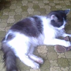 Подробнее об объявлении «Икша Пропал кот» Фото: пропала кошка  «Икша Пропал кот» в г. Икша