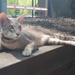 Подробнее об объявлении «Брянск Пропала кошка (кот )» Фото: пропала кошка Ориентальная (восточная короткошерстная) «Брянск Пропала кошка (кот )» в г. Брянск