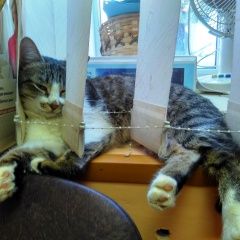 Подробнее об объявлении «Пропала кошка мура на ул. ульянова (нижегородский р-н) Нижний Новгород» Фото: пропала кошка  «Пропала кошка мура на ул. ульянова...» в г. Нижний Новгород