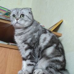 Подробнее об объявлении «Тверь Пропала кошка.» Фото: пропала кошка Шотландская вислоухая «Тверь Пропала кошка.» в г. Тверь