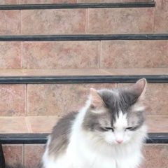 Подробнее об объявлении «Пропала кошка пожалуйста помогите. в понедельник в рай Дедовск» Фото: пропала кошка  «Пропала кошка пожалуйста помогите. в...» в г. Дедовск