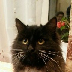 Подробнее об объявлении «Ангарск Пропал кот» Фото: пропала кошка Сибирская «Ангарск Пропал кот» в г. Ангарск