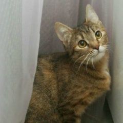 Подробнее об объявлении «Пропала кошка из дома 11 к 1 по бирюлевской Москва» Фото: пропала кошка  «Пропала кошка из дома 11 к 1 по бирюлевской Москва» в г. Москва