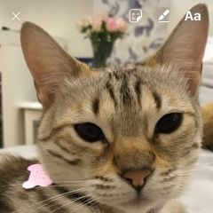 Подробнее об объявлении «Икша Пропала кошка» Фото: пропала кошка Бенгальская «Икша Пропала кошка» в г. Икша