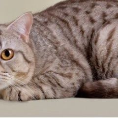 Подробнее об объявлении «Пропал кот Краснодар» Фото: пропала кошка >  Скоттиш фолд (шотландская вислоухая) и  скоттиш страйт «Пропал кот Краснодар» в г. Краснодар