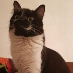 Подробнее об объявлении «Пропала кошка девочка кошка 11мес Москва» Фото: пропала кошка  «Пропала кошка девочка кошка 11мес Москва» в г. Москва