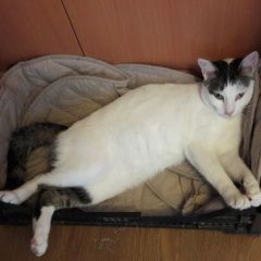 Подробнее об объявлении «Пропала кошка Сочи» Фото: пропала кошка  «Пропала кошка Сочи» в г. Сочи