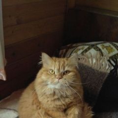 Подробнее об объявлении «Пропал кот персидский рыжий кот Истра» Фото: пропала кошка Персидская «Пропал кот персидский рыжий кот Истра» в г. Истра