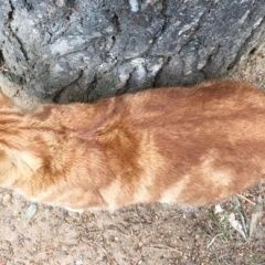 Подробнее об объявлении «Пропала кошка рыжая Королев» Фото: пропала кошка  «Пропала кошка рыжая Королев» в г. Королев