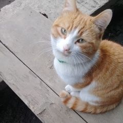 Подробнее об объявлении «Пропал кот бело-рыжий кот Томск» Фото: пропала кошка  «Пропал кот бело-рыжий кот Томск» в г. Томск