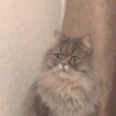 Подробнее об объявлении «Нижний Новгород Пропала кошка» Фото: пропала кошка Персидская «Нижний Новгород Пропала кошка» в г. Нижний Новгород