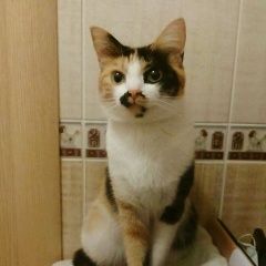 Подробнее об объявлении «Владивосток Пропала кошка» Фото: пропала кошка  «Владивосток Пропала кошка» в г. Владивосток