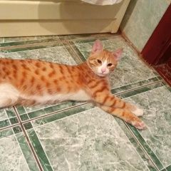 Подробнее об объявлении «Казань Пропал кот, отзывается на тимку» Фото: пропала кошка  «Казань Пропал кот, отзывается на тимку» в г. Казань
