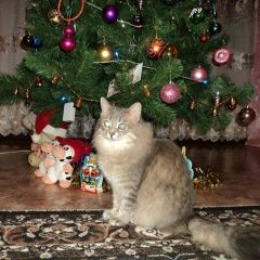 Подробнее об объявлении «Нижний Новгород Пропала кошка» Фото: пропала кошка  «Нижний Новгород Пропала кошка» в г. Нижний Новгород