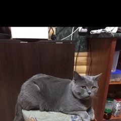 Подробнее об объявлении «Пропал кот британец Томск» Фото: пропала кошка Британская короткошерстная «Пропал кот британец Томск» в г. Томск