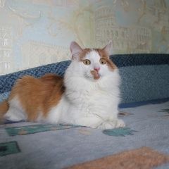 Подробнее об объявлении «Тверь Пропал кот» Фото: пропала кошка  «Тверь Пропал кот» в г. Тверь