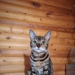 Подробнее об объявлении «Казань Пропала кошка» Фото: пропала кошка Бенгальская «Казань Пропала кошка» в г. Казань