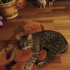 Подробнее об объявлении «Химки Пропал кот» Фото: пропала кошка  «Химки Пропал кот» в г. Химки