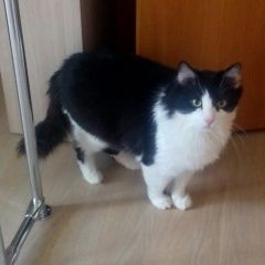 Подробнее об объявлении «Казань Пропал кот» Фото: пропала кошка  «Казань Пропал кот» в г. Казань