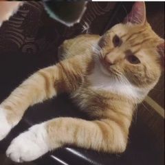 Подробнее об объявлении «Пропал кот у заправки лукойл Санкт-Петербург» Фото: пропала кошка  «Пропал кот у заправки лукойл Санкт-Петербург» в г. Санкт-Петербург