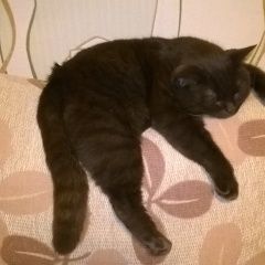 Подробнее об объявлении «Воронеж Пропала кошка кот» Фото: пропала кошка  «Воронеж Пропала кошка кот» в г. Воронеж