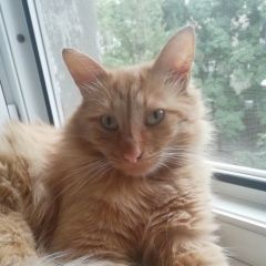 Подробнее об объявлении «Воронеж Пропал кот самец» Фото: пропала кошка  «Воронеж Пропал кот самец» в г. Воронеж