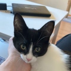 Подробнее об объявлении «Пропал кот дер. милованово Спасск-Рязанский» Фото: пропала кошка  «Пропал кот дер. милованово Спасск-Рязанский» в г. Спасск-Рязанский