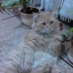 Подробнее об объявлении «Пропал кот Анапа» Фото: пропала кошка Сибирская «Пропал кот Анапа» в г. Анапа