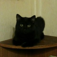 Подробнее об объявлении «Пропала кошка Санкт-Петербург» Фото: пропала кошка  «Пропала кошка Санкт-Петербург» в г. Санкт-Петербург