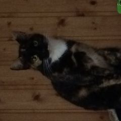 Подробнее об объявлении «Пропала кошка Троицк» Фото: пропала кошка  «Пропала кошка Троицк» в г. Троицк