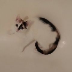 Подробнее об объявлении «Пропала кошка Москва» Фото: пропала кошка  «Пропала кошка Москва» в г. Москва