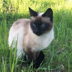Подробнее об объявлении «Пропала кошка Санкт-Петербург» Фото: пропала кошка Тайская «Пропала кошка Санкт-Петербург» в г. Санкт-Петербург