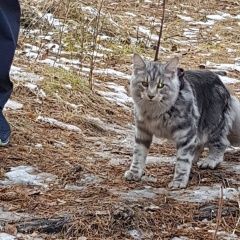 Подробнее об объявлении «Иркутск Пропал кот м-он березовый» Фото: пропала кошка Мейн-кун «Иркутск Пропал кот м-он березовый» в г. Иркутск