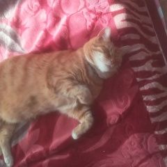 Подробнее об объявлении «Пропал кот митя Лахденпохья» Фото: пропала кошка  «Пропал кот митя Лахденпохья» в г. Лахденпохья