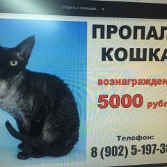 Подробнее об объявлении «Ангарск Пропала кошка» Фото: пропала кошка Девон-рекс «Ангарск Пропала кошка» в г. Ангарск