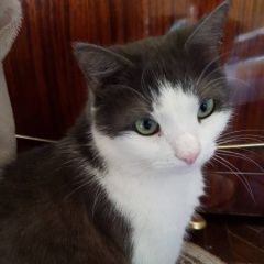 Подробнее об объявлении «Ступино Пропал кот» Фото: пропала кошка  «Ступино Пропал кот» в г. Ступино