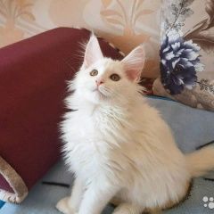 Подробнее об объявлении «Пропала кошка Чита» Фото: пропала кошка Мейн-кун «Пропала кошка Чита» в г. Чита