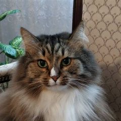 Подробнее об объявлении «Пропал кот вася выпал из окна и Москва» Фото: пропала кошка  «Пропал кот вася выпал из окна и Москва» в г. Москва