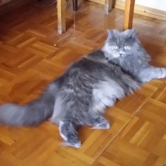 Подробнее об объявлении «Пропала кошка Москва» Фото: пропала кошка Британская длинношерстная «Пропала кошка Москва» в г. Москва