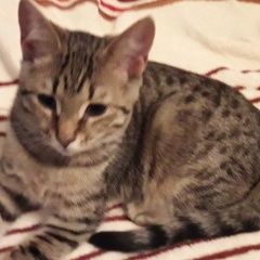 Подробнее об объявлении «Пропала кошка ва кошка Санкт-Петербург» Фото: пропала кошка  «Пропала кошка ва кошка Санкт-Петербург» в г. Санкт-Петербург