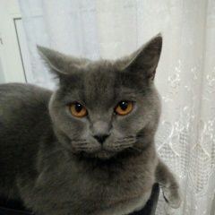 Подробнее об объявлении «Пропала кошка любимица семьи кошка мэри Балашиха» Фото: пропала кошка  «Пропала кошка любимица семьи кошка мэри Балашиха» в г. Балашиха