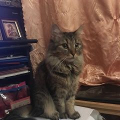 Подробнее об объявлении «Пропала кошка сколково, кошечка  Москва» Фото: пропала кошка  «Пропала кошка сколково, кошечка  Москва» в г. Москва
