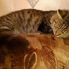 Подробнее об объявлении «Пермь Пропал кот 4 года бусый с пушистым хвостом» Фото: пропала кошка  «Пермь Пропал кот 4 года бусый с пушистым хвостом» в г. Пермь