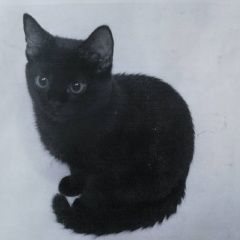 Подробнее об объявлении «Сургут Пропала кошка» Фото: пропала кошка  «Сургут Пропала кошка» в г. Сургут
