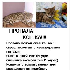 Подробнее об объявлении «Пропала кошка бенгальская кошка Ростов-на-Дону» Фото: пропала кошка  «Пропала кошка бенгальская кошка Ростов-на-Дону» в г. Ростов-на-Дону