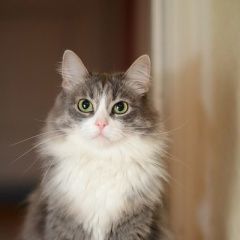 Подробнее об объявлении «Пропала кошка помогите найти Воскресенск» Фото: пропала кошка  «Пропала кошка помогите найти Воскресенск» в г. Воскресенск