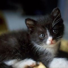Подробнее об объявлении «Пропал котенок 2 мес. мальчик Королев» Фото: пропала кошка  «Пропал котенок 2 мес. мальчик Королев» в г. Королев