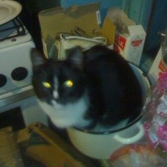 Подробнее об объявлении «Александровская Пропала кошка» Фото: пропала кошка  «Александровская Пропала кошка» в г. Александровская