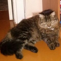 Подробнее об объявлении «Пропал кот помогите найти кота Мытищи» Фото: пропала кошка Сибирская «Пропал кот помогите найти кота Мытищи» в г. Мытищи